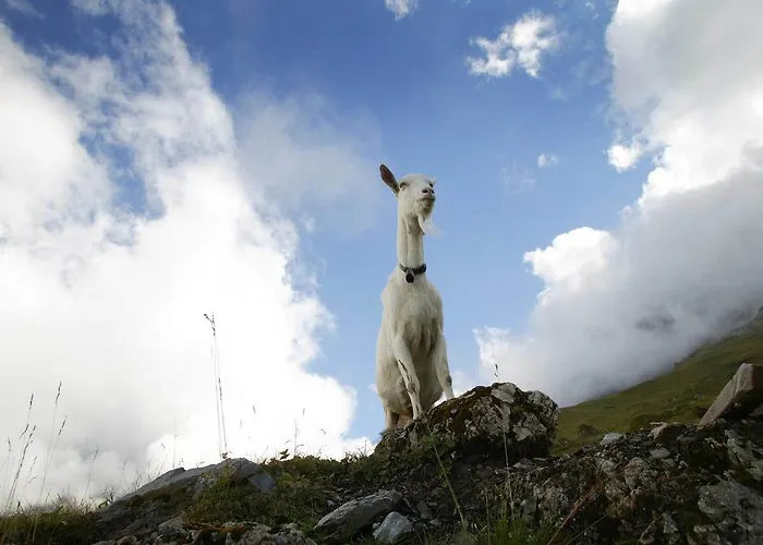 غريسالب فندق